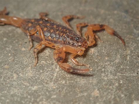 brown scorpion philippines|Lesser Brown Scorpion .